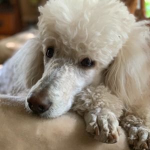 Meet your Posher, William